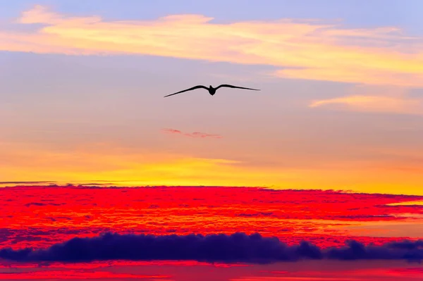 Silueta Jednoho Ptáka Letícího Vysoko Nad Éterickými Mraky Západu Slunce — Stock fotografie