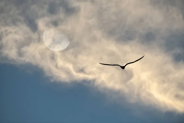 一只鸟的轮廓在云彩上空飞扬 — 图库照片