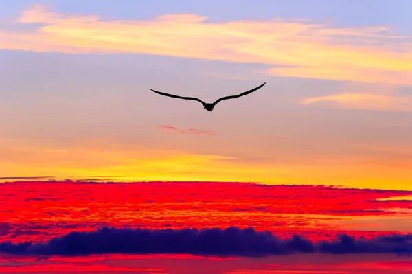 Une Seule Silhouette Oiseau Volant Haut Dessus Des Nuages Éthérés — Photo