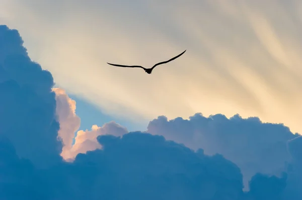 Silueta Jednoho Ptáka Letícího Vysoko Nad Mraky — Stock fotografie