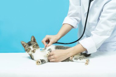 Kontrol için veterineri ziyaret eden kara kedi. Veteriner klinikteki sevimli kediyi muayene ediyor. Veteriner bakımı. Veteriner doktor ve kedi.