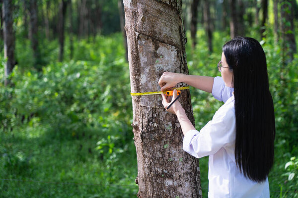 Female botanists in white coat at the forest.Young asian scientist woman looking at the bark of the rubber tree and measure the trunk size by using a tape measure researches rubber latex development