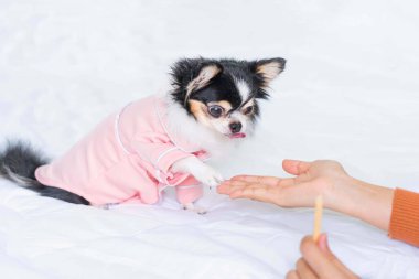 Beyaz bir yatakta duran pembe tişörtlü şirin siyah Chihuahua köpek yavrusu, sahibinin elindeki tatlıya bak, köpek eğitimi kavramı, yumuşak ve seçici odaklanma
