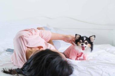 Pembe tişörtlü şirin siyah Chihuahua köpek yavrusu beyaz bir yatakta oturuyor ve sahibi odada oynuyor, yumuşak ve seçici bir odak noktası var.