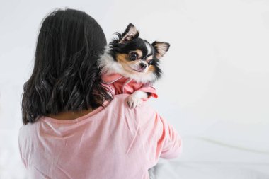 Pembe tişörtlü şirin siyah Chihuahua köpek yavrusu, yatak odasındaki omzun sahibi tarafından taşınmış, yumuşak ve seçici odaklı, kopyalama alanı