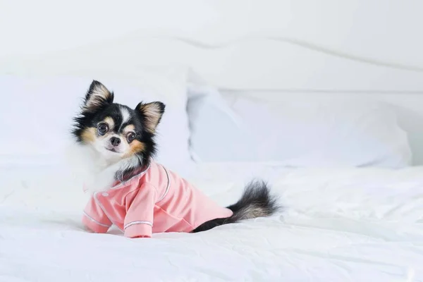Pembe gömlekli şirin siyah Chihuahua köpek yavrusu odada beyaz bir yatakta oturuyor, kopyalama alanı, yumuşak ve seçici odaklanma