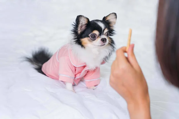 Beyaz bir yatakta duran pembe tişörtlü şirin siyah Chihuahua köpek yavrusu, sahibinin elindeki tatlıya bak, köpek eğitimi kavramı, yumuşak ve seçici odaklanma