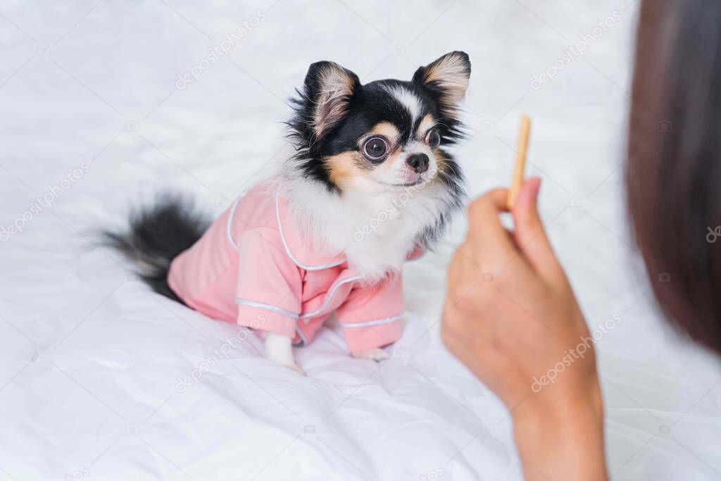 Cute black Chihuahua puppy in pink  shirt standing on a white bed in the room,look at the dessert on owner hand,Dog training concept,soft and selective focus