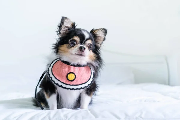 Dúvida Bonito Cachorro Chihuahua Preto Avental Rosa Sentado Uma Cama — Fotografia de Stock