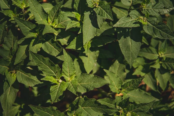 Yeşil yapraklar, arkaplan, duvar kağıdı