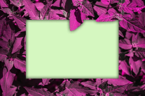 Yaprak çerçevesi, ortasında boşluk olan, metin veya resim yerleştirmek için