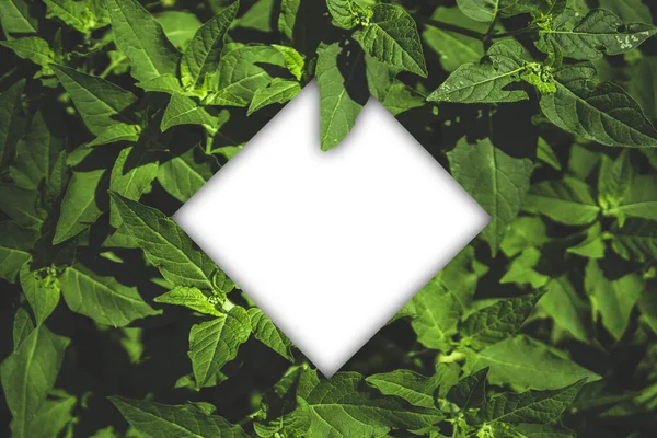 Yaprak çerçevesi, ortasında boşluk olan, metin veya resim yerleştirmek için