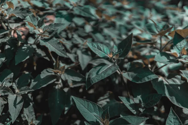 Yaprak çerçevesi, ortasında boşluk olan, metin veya resim yerleştirmek için