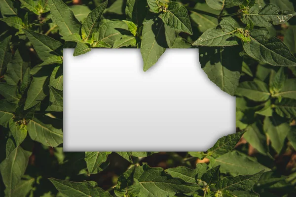 Yaprak çerçevesi, ortasında boşluk olan, metin veya resim yerleştirmek için