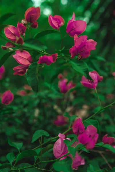 bougainvillea çiçeği, görüntüyü kapat.