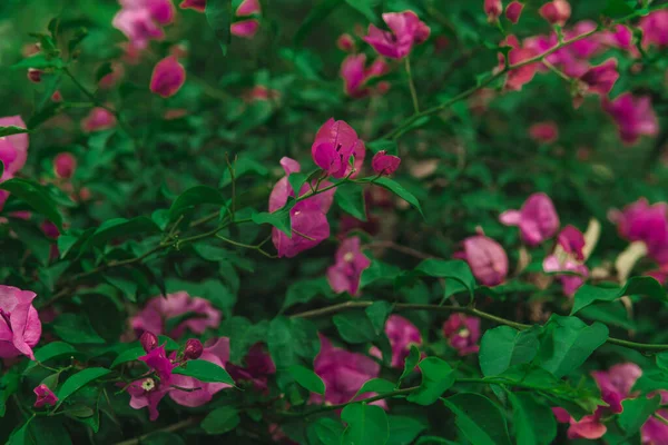 bougainvillea çiçeği, görüntüyü kapat.