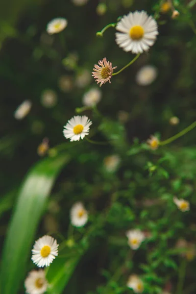 Papatya çiçeği, görüntüyü kapat.
