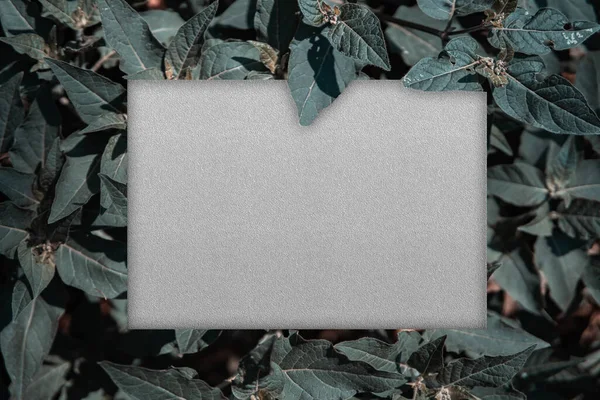 Yaprak çerçevesi, ortasında boşluk olan, metin veya resim yerleştirmek için