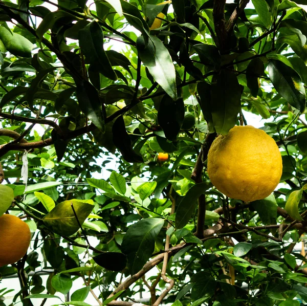 Frutos Limón Que Crecen Árbol Huerto Cítricos — Foto de Stock