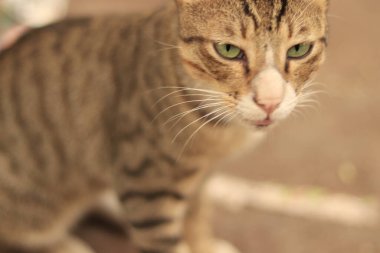 Üzgün kızgın ve aç kedi bakışı