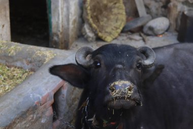 Siyah Bufalo kameraya bakıyor.