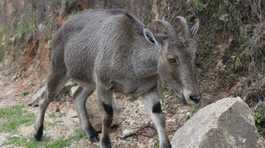 Vahşi yaşam hayvanı açık sokaklarda dolaşıyor.