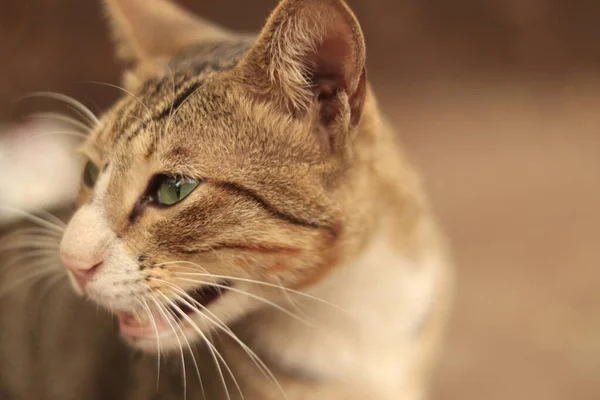 Muak Marah Dan Lapar Melihat Kucing — Stok Foto