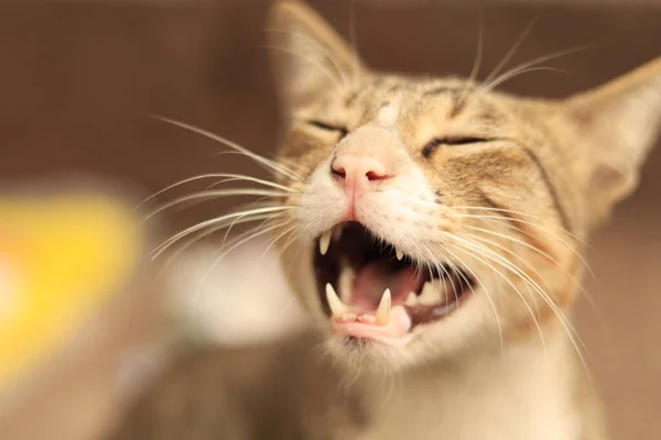 Üzgün kızgın ve aç kedi bakışı