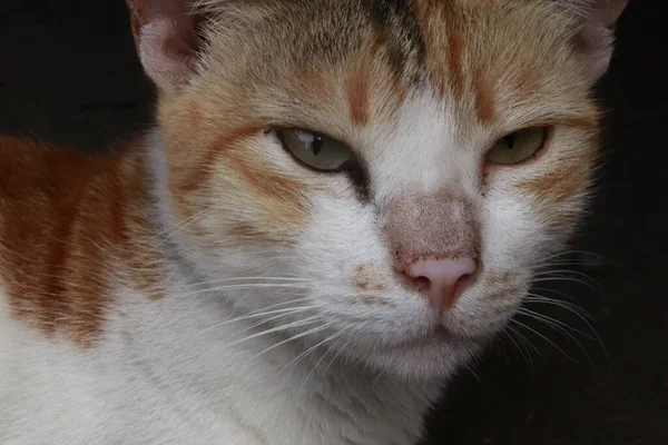 愤怒和饥饿的猫的样子 — 图库照片