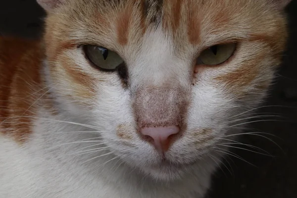 Üzgün kızgın ve aç kedi bakışı
