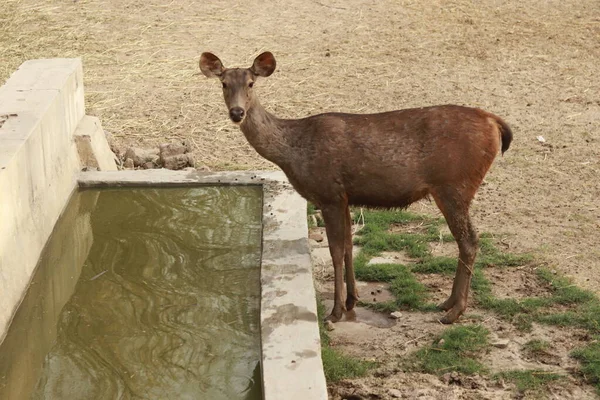 Geyik su tenisinin yanında duruyor. 