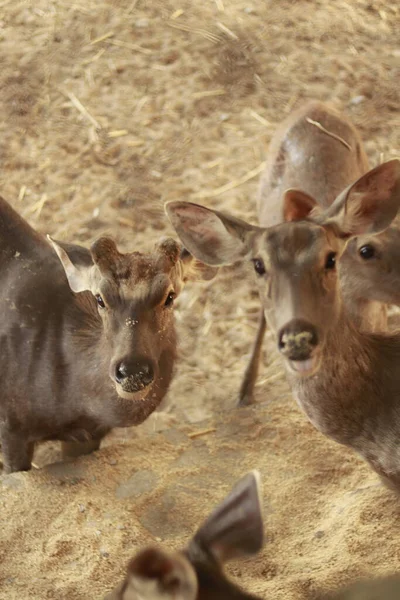 Bir grup geyik kameraya bakıyor.
