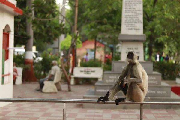 Maymun metalin üzerinde oturuyordu.