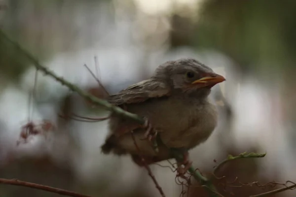 Küçük yavru kuş dalda oturuyor.