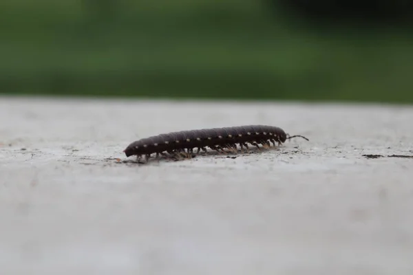 Beton duvarda yürüyen küçük böcek