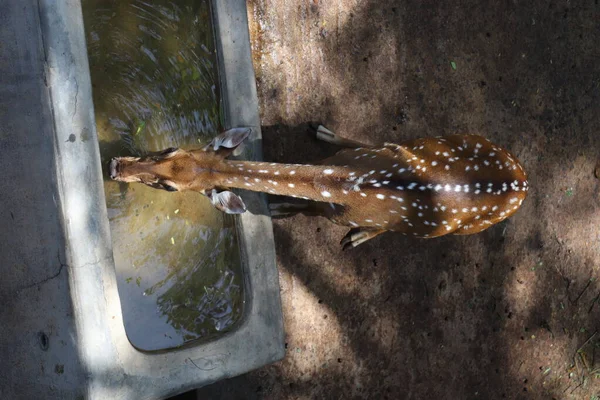 Göletten su içen küçük geyik