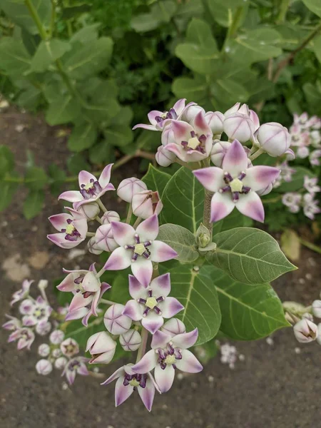 Pembe çiçekte oturan Turuncu ve Siyah Böcek