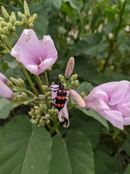 Insecte Orange Noire Assise Sur Fleur Rose — Photo