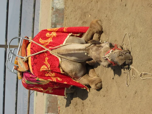 Üzgün ve yorgun Deve oturuyor