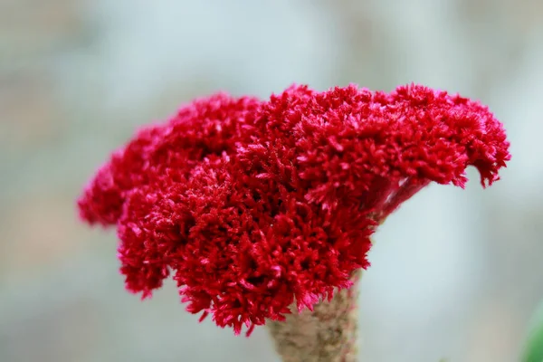 Red Velvet Tipo Fiore — Foto Stock