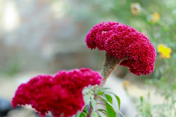 Yapraklı sarı çiçek