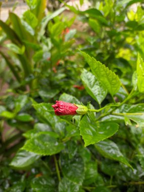 Muson suyu kırmızı çiçeğe düşer.