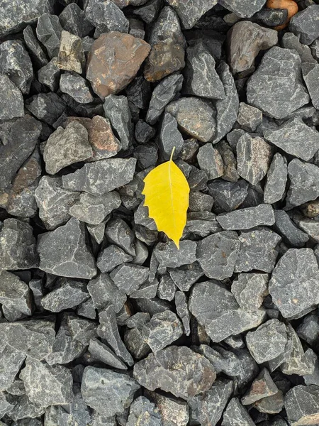 Sarı Yaprak Sert Gri Kayanın Üzerinde — Stok fotoğraf