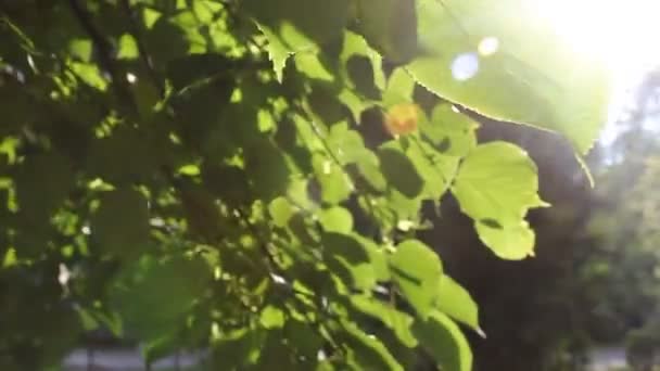 Feuilles vertes flottent dans le vent.Vidéo d'été avec lièvres ensoleillés — Video