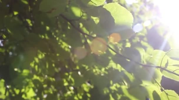 Green leaves flutter in the wind.summer video with Sunny hares. High quality HD footage — Stock Video