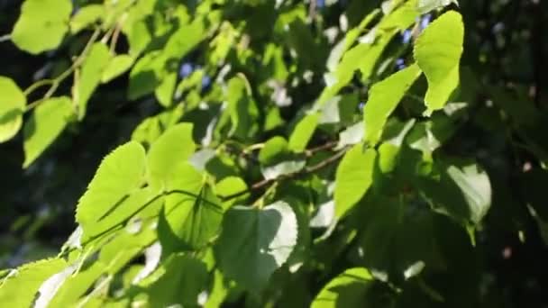 Zielone liście trzepoczą na wietrze. Letni film ze słonecznymi zajęcami. Wysokiej jakości nagrania HD — Wideo stockowe
