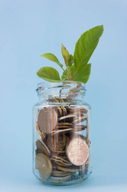 Cam bir kavanozun içinde, yatırımları veya zenginliği temsil eden küçük yeşil bir bitki filizlenir. Tasarruf ve artan nakit tasarrufu kavramı. döviz kuru ve yatırım büyüme kavramı.