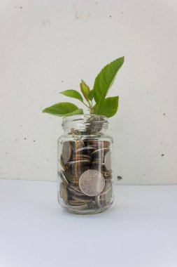 Cam bir kavanozun içinde, yatırımları veya zenginliği temsil eden küçük yeşil bir bitki filizlenir. Tasarruf ve artan nakit tasarrufu kavramı. döviz kuru ve yatırım büyüme kavramı