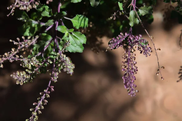 close of basil leaves and basil flower against dark background