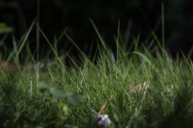 Sivri, keskin ve koyu arkaplanı olan çim bıçaklarını kapatın.